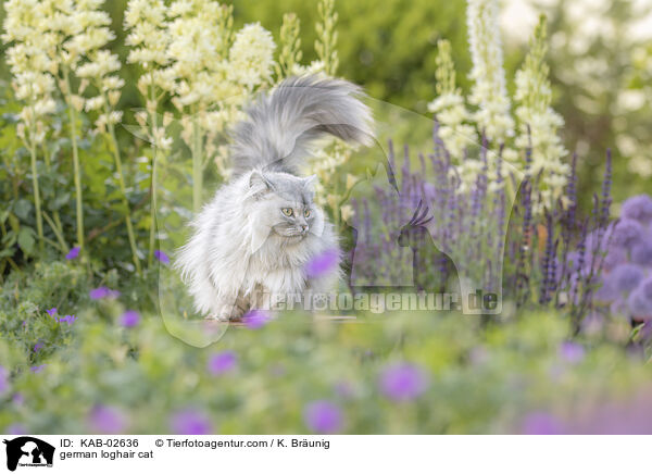 german loghair cat / KAB-02636