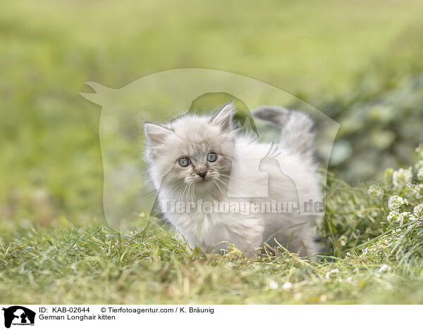 Deutsch Langhaar Ktzchen / German Longhair kitten / KAB-02644