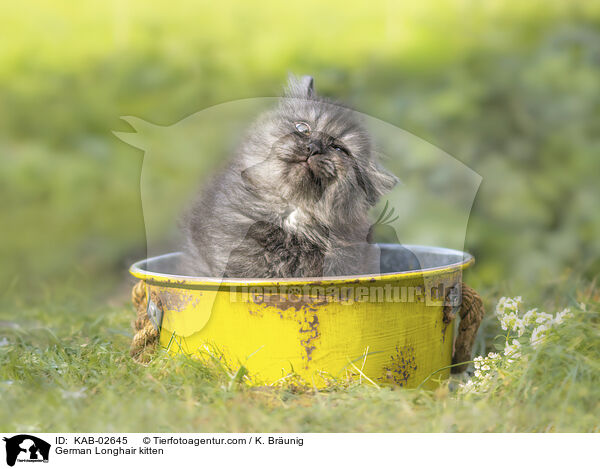 Deutsch Langhaar Ktzchen / German Longhair kitten / KAB-02645
