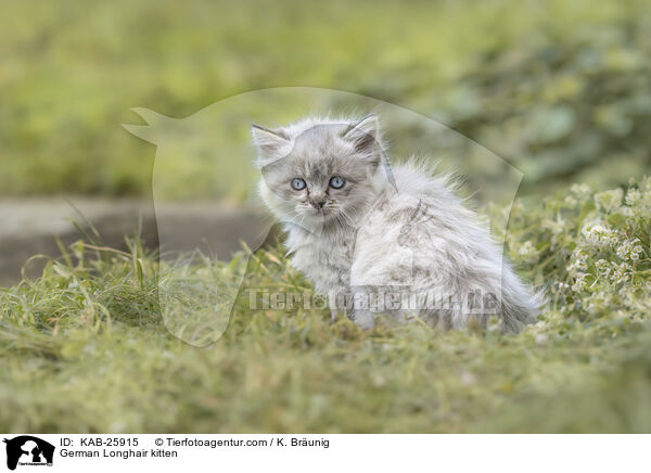 German Longhair kitten / KAB-25915