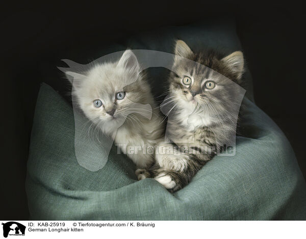 German Longhair kitten / KAB-25919