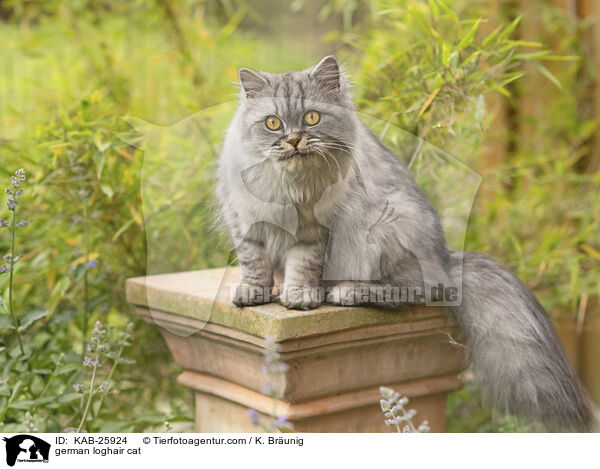 Deutsch Langhaar / german loghair cat / KAB-25924