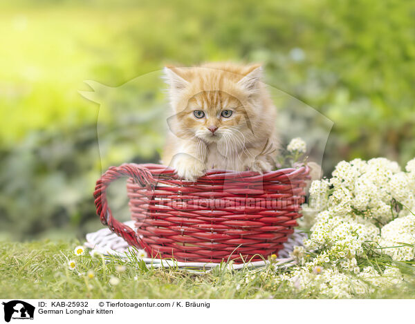 German Longhair kitten / KAB-25932