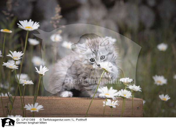 Deutsch Langhaar Ktzchen / German longhair kitten / LP-01389