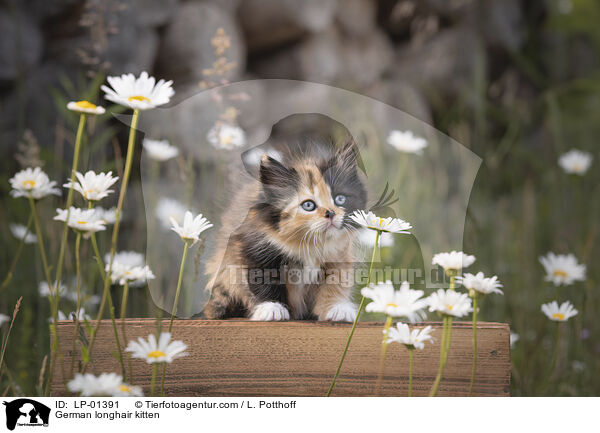 Deutsch Langhaar Ktzchen / German longhair kitten / LP-01391