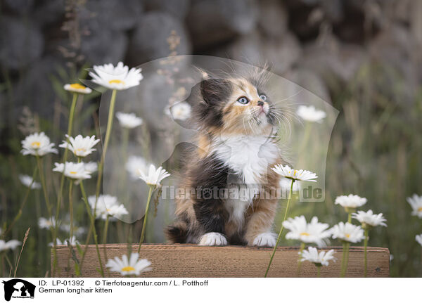 Deutsch Langhaar Ktzchen / German longhair kitten / LP-01392