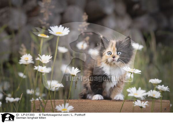 Deutsch Langhaar Ktzchen / German longhair kitten / LP-01393