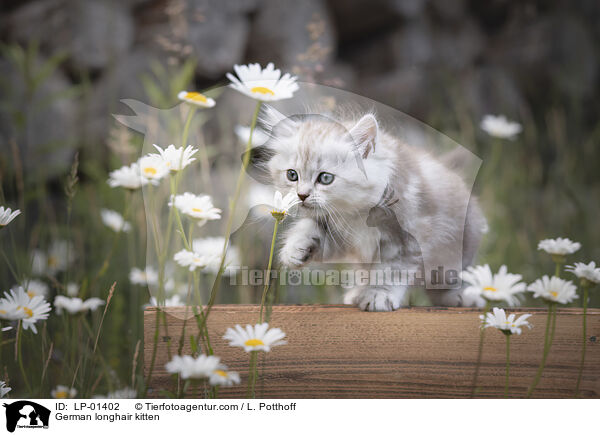 Deutsch Langhaar Ktzchen / German longhair kitten / LP-01402