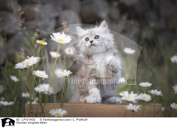 Deutsch Langhaar Ktzchen / German longhair kitten / LP-01403