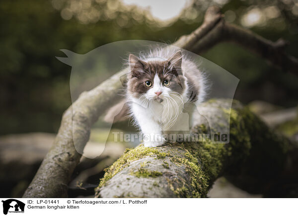 Deutsch Langhaar Ktzchen / German longhair kitten / LP-01441