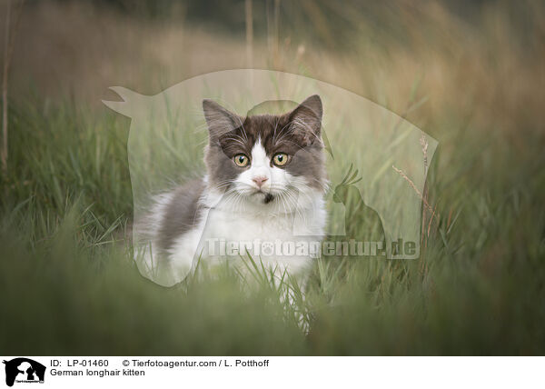 Deutsch Langhaar Ktzchen / German longhair kitten / LP-01460