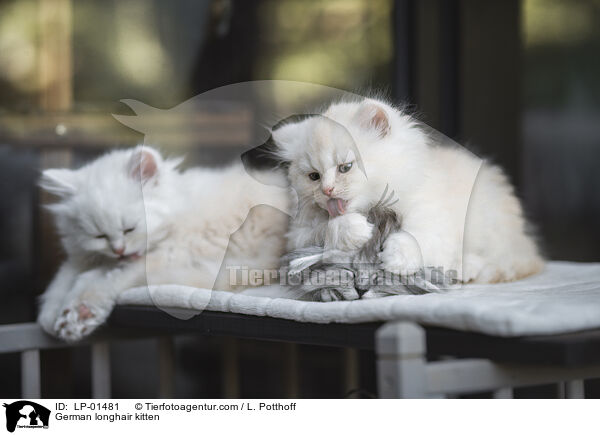 Deutsch Langhaar Ktzchen / German longhair kitten / LP-01481