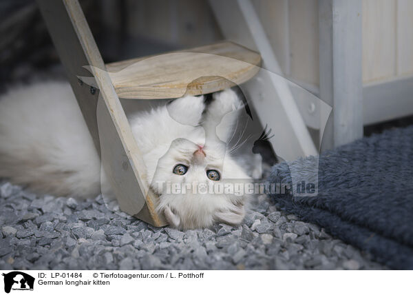 Deutsch Langhaar Ktzchen / German longhair kitten / LP-01484