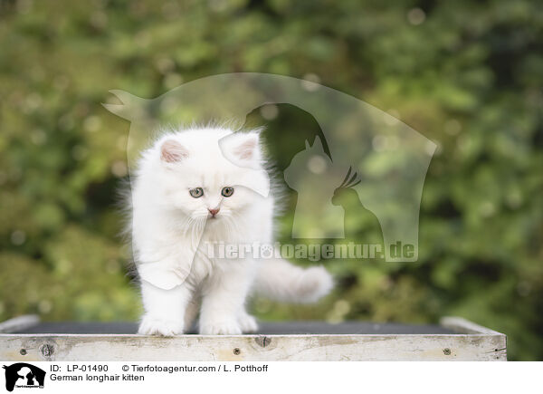 Deutsch Langhaar Ktzchen / German longhair kitten / LP-01490