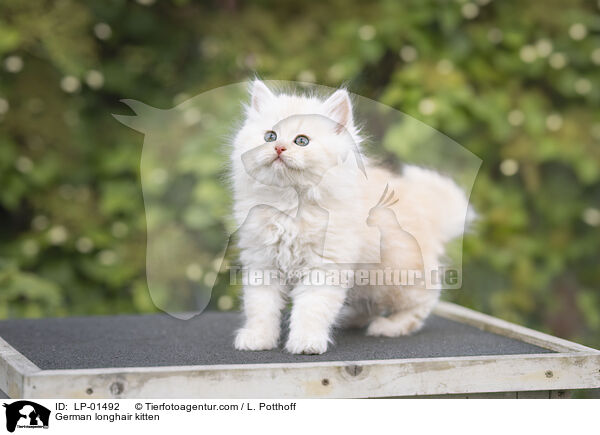 Deutsch Langhaar Ktzchen / German longhair kitten / LP-01492