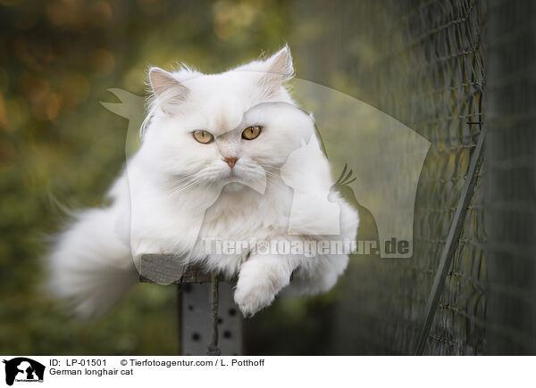 Deutsch Langhaar / German longhair cat / LP-01501