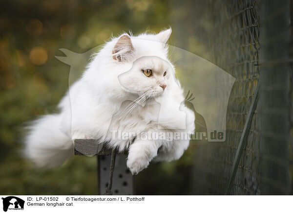 Deutsch Langhaar / German longhair cat / LP-01502