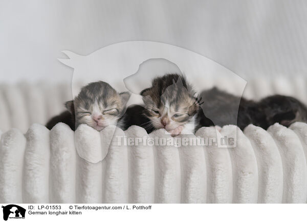 Deutsch Langhaar Ktzchen / German longhair kitten / LP-01553