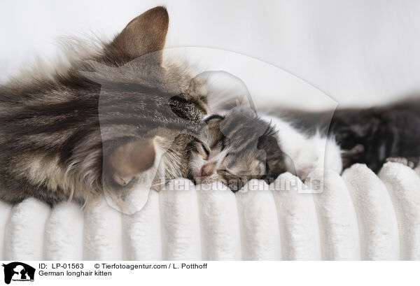 Deutsch Langhaar Ktzchen / German longhair kitten / LP-01563