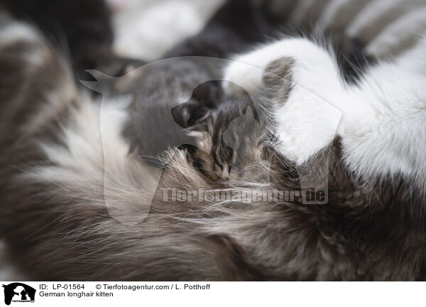 Deutsch Langhaar Ktzchen / German longhair kitten / LP-01564