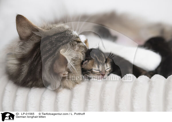 Deutsch Langhaar Ktzchen / German longhair kitten / LP-01565