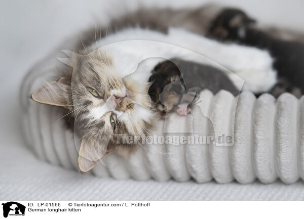 Deutsch Langhaar Ktzchen / German longhair kitten / LP-01566