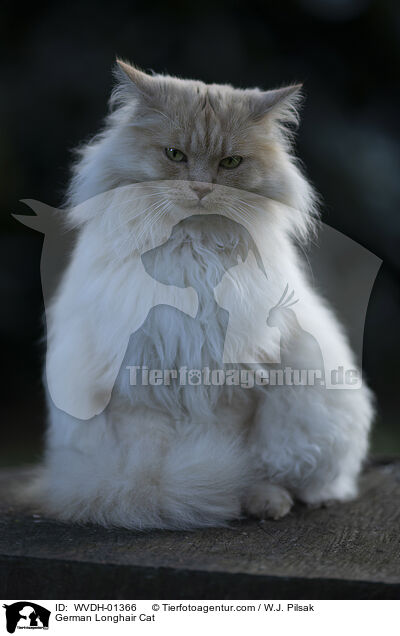 Deutsch Langhaar Kater / German Longhair Cat / WVDH-01366