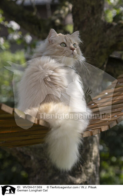 Deutsch Langhaar Kater / German Longhair Cat / WVDH-01369