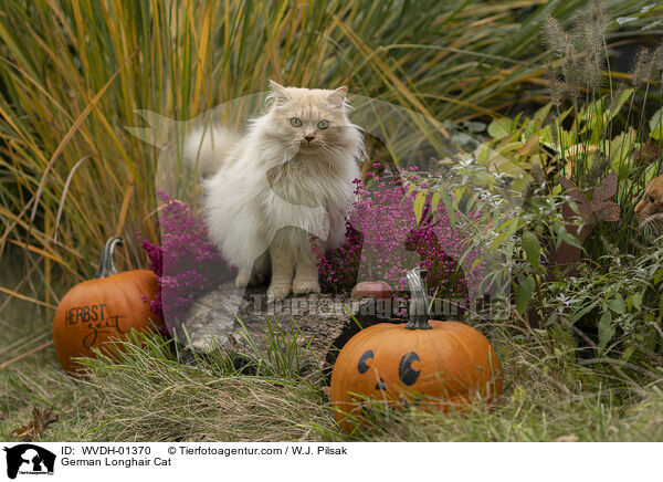 Deutsch Langhaar Kater / German Longhair Cat / WVDH-01370