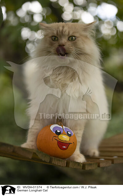 Deutsch Langhaar Kater / German Longhair Cat / WVDH-01374