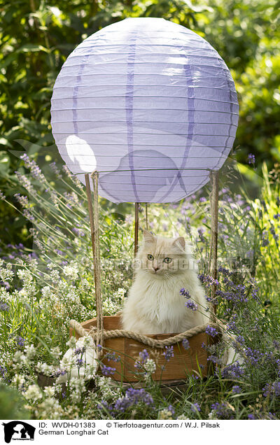 Deutsch Langhaar Kater / German Longhair Cat / WVDH-01383