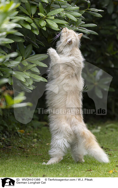 Deutsch Langhaar Kater / German Longhair Cat / WVDH-01386