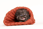 German Longhair Kitten