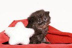 German Longhair Kitten