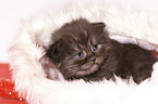 German Longhair Kitten