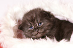 German Longhair Kitten