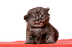 German Longhair Kitten