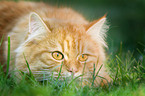 creeping German Longhair