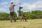playing dogs