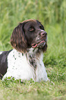 lying German longhaired Pointer