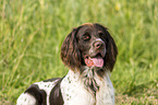 German longhaired Pointer Portrait