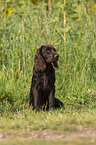 young German longhaired Pointer