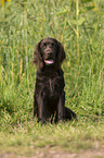 young German longhaired Pointer