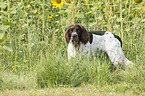 German longhaired Pointer