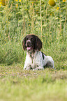 lying German longhaired Pointer