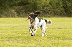 playing German longhaired Pointer