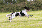 running German longhaired Pointer