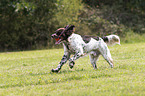 playing German longhaired Pointer