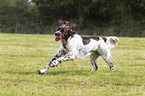 playing German longhaired Pointer