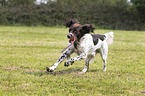 playing German longhaired Pointer